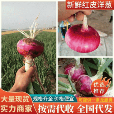精品《二红洋葱》大量上市中，质量好价格便宜，一条龙服务