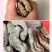 乌天麻批发乌天麻500g云南干货乌天麻云南昭通乌天麻现货