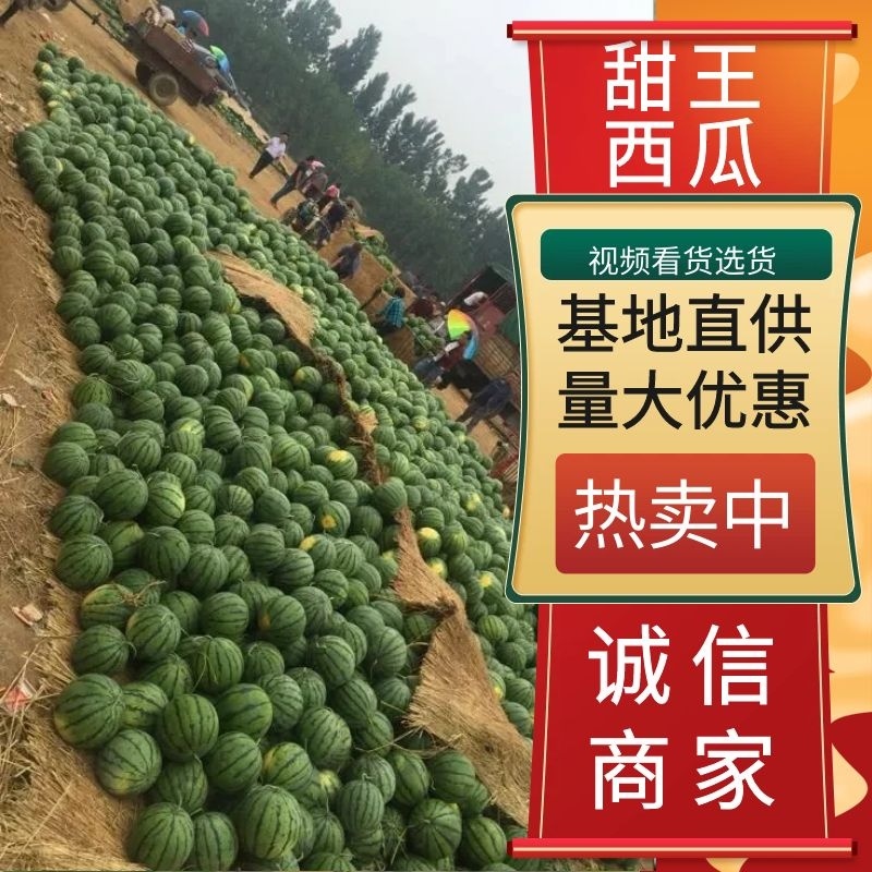 山东西瓜精品甜王西瓜大量上市产地直供糖度高口感好