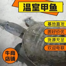 活鳖/活甲鱼棚养甲鱼基地发货，量大从优，欢迎电联洽谈