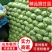 山东圆包菜产地直发品质保证一手货源量大从优欢迎联系