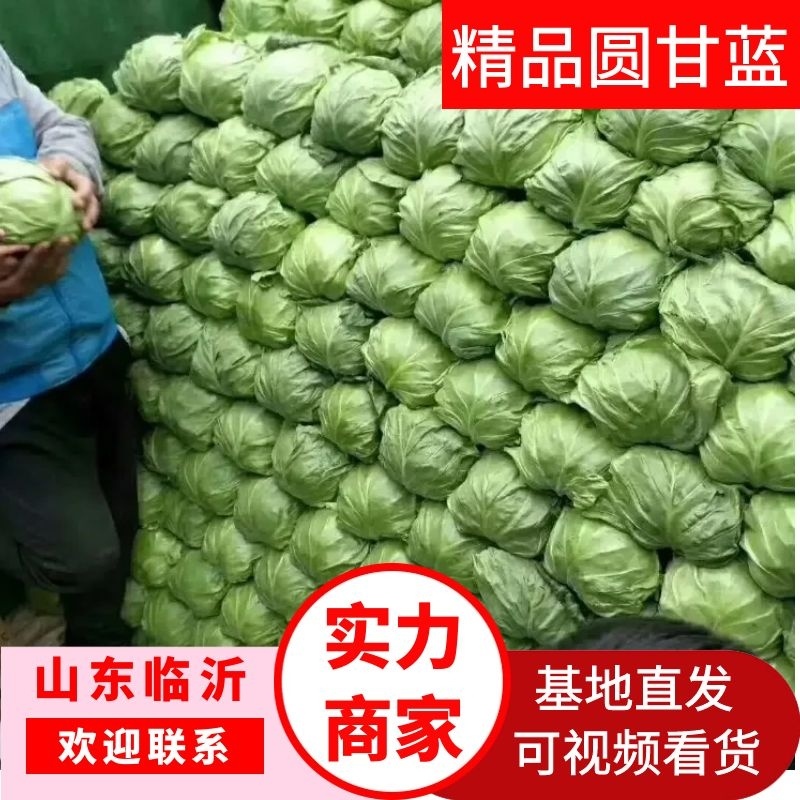 山东圆包菜产地直发品质保证一手货源量大从优欢迎联系