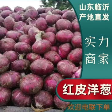 精品紫皮洋葱洋葱产地直发品质保证一手货源量大从优