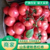 精品硬粉西红柿大量上市品质保证一手货源欢迎联系