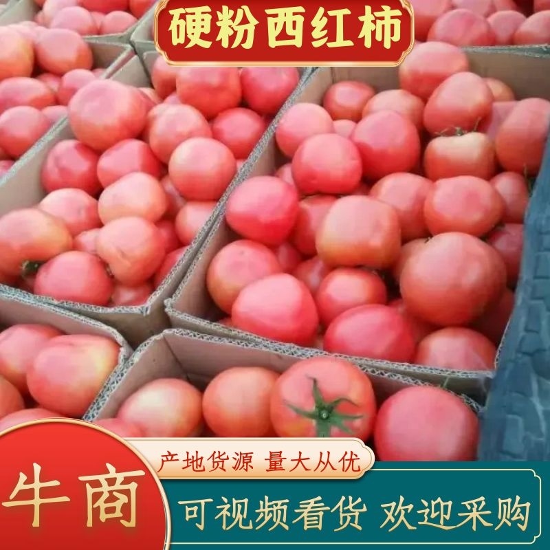 山东硬粉西红柿大量上市品质保证一手货源量大从优