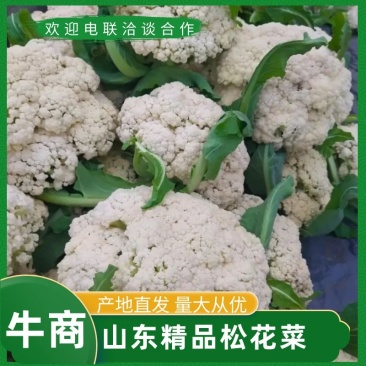 青梗松花菜菜花大量上市品质保证一手货源量大从优