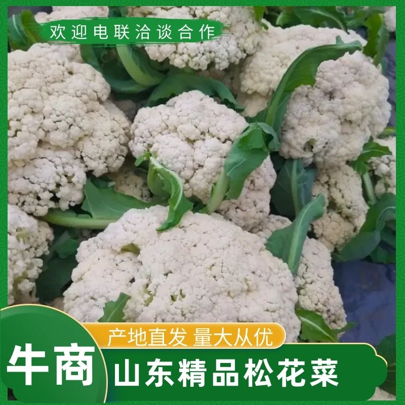 青梗松花菜菜花大量上市品质保证一手货源量大从优