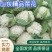 精品菜花松花菜大量上市品质保证一手货源量大从优