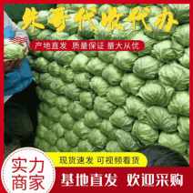 山东圆包菜产地直发品质保证一手货源量大从优欢迎联系