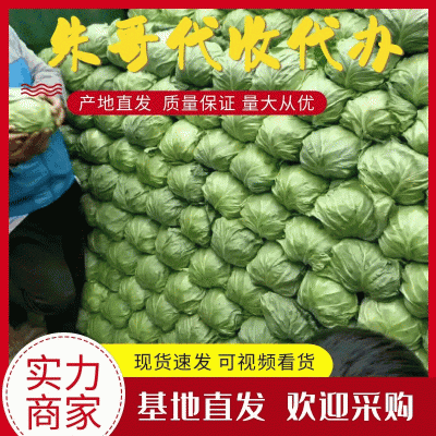 山东圆包菜产地直发品质保证一手货源量大从优欢迎联系