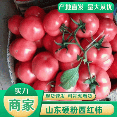 山东硬粉西红柿大量上市品质保证一手货源量大从优