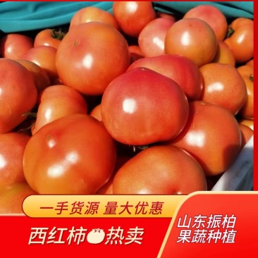 大红西红柿山东产地直发保质保量代发全国
