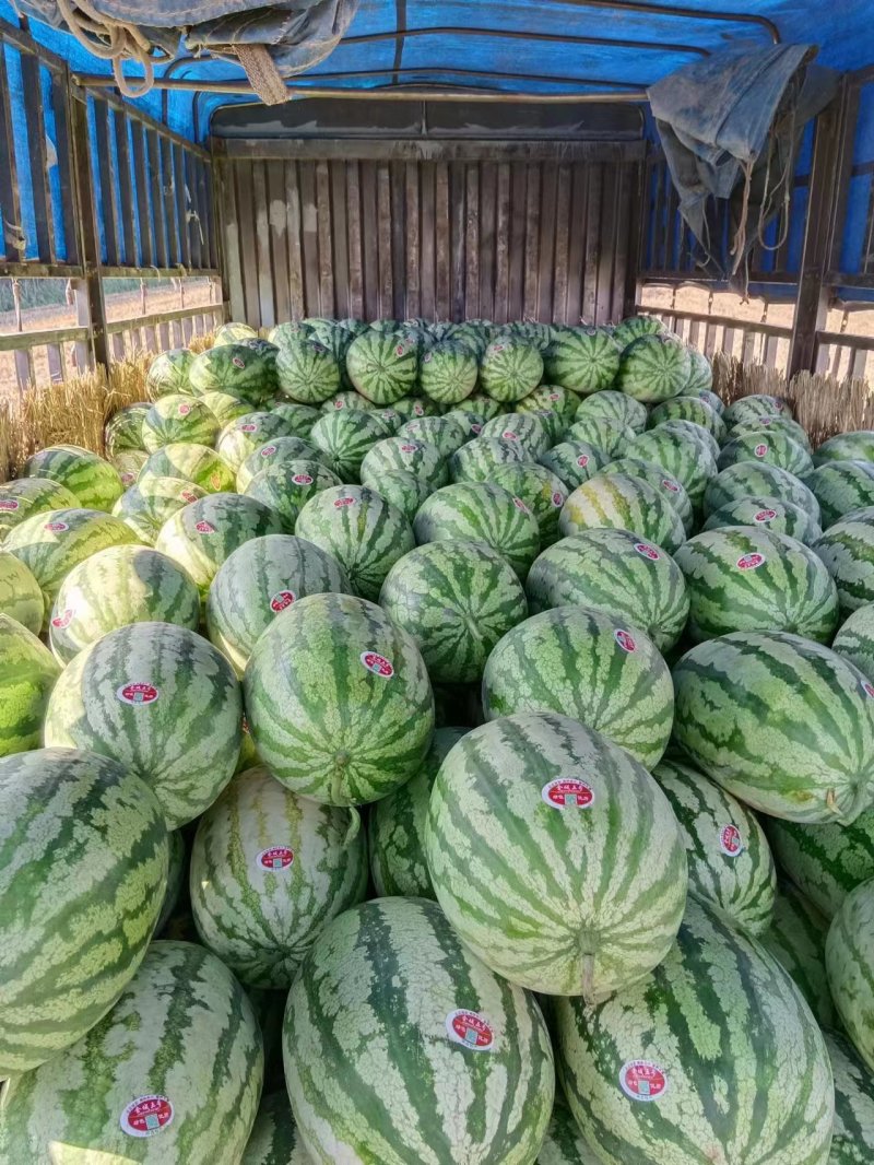 【热卖】渭南金城5号西瓜个头大口感好可视频看货