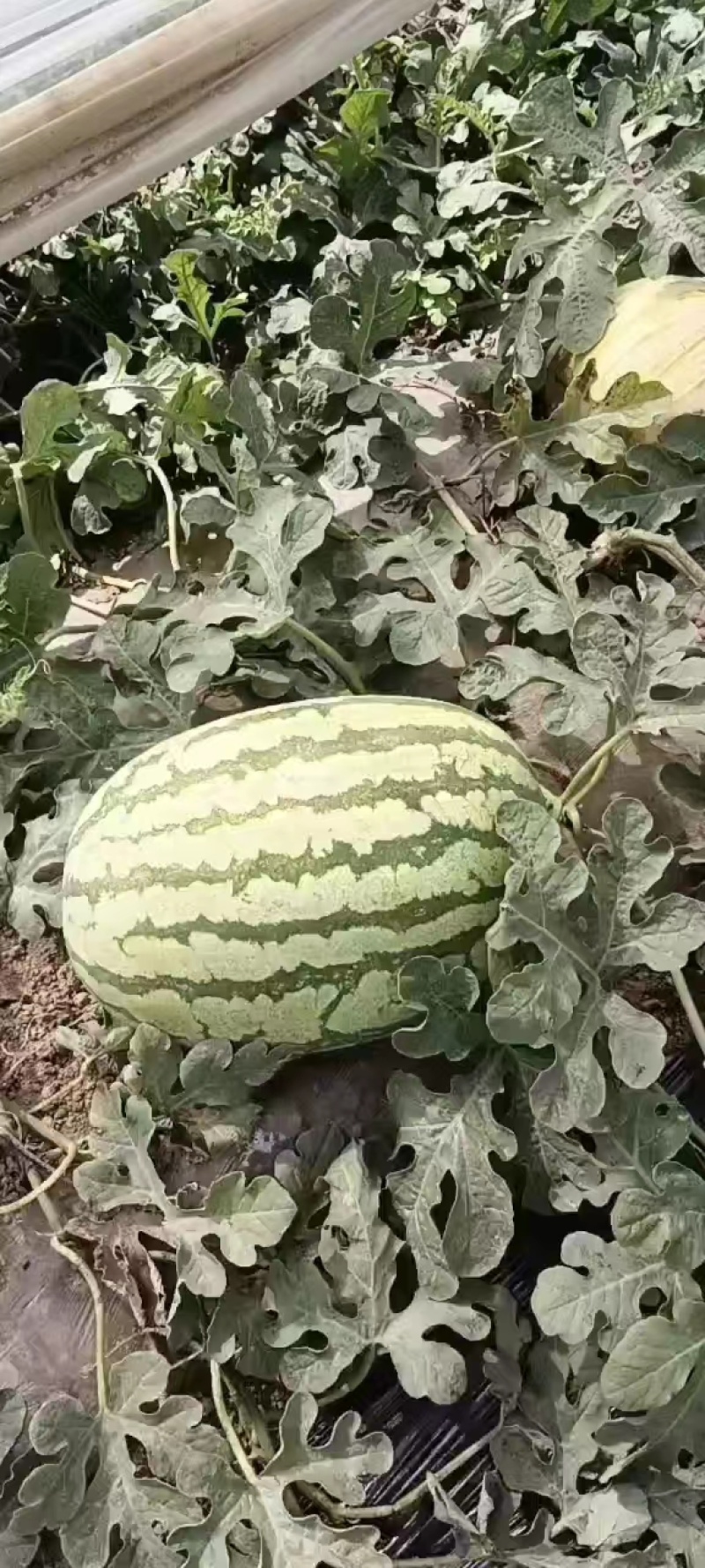 【热卖】渭南金城5号西瓜个头大口感好可视频看货