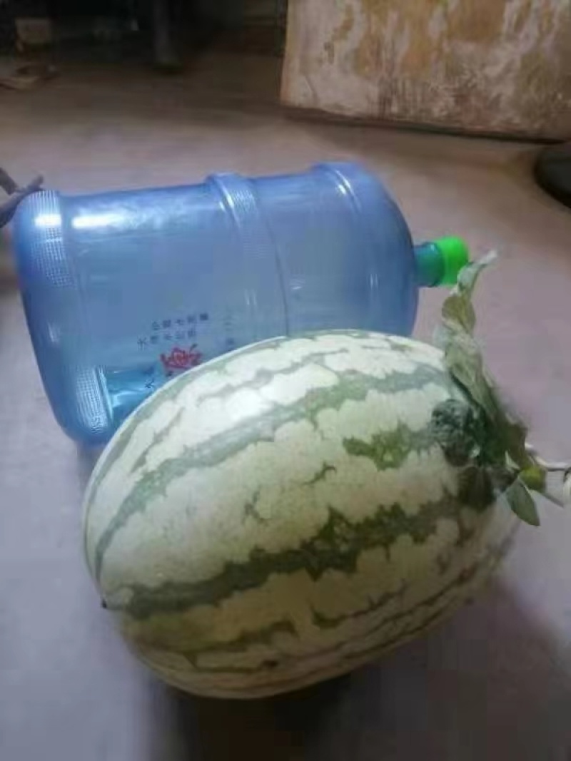 【热卖】渭南金城5号西瓜个头大口感好可视频看货