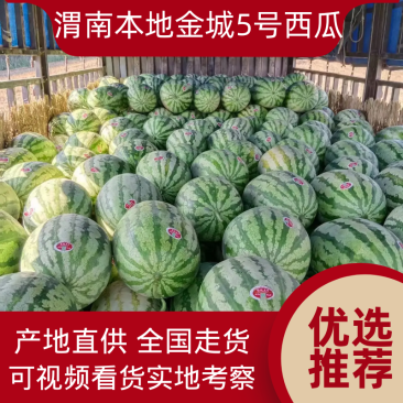 【热卖】渭南金城5号西瓜个头大口感好可视频看货