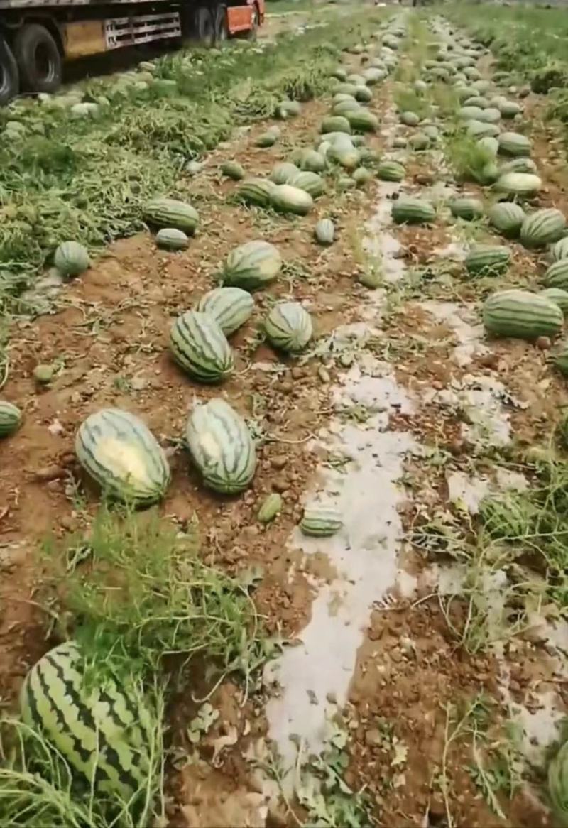 西瓜安农二号含糖量高甜度好个头大产地直发大量供货