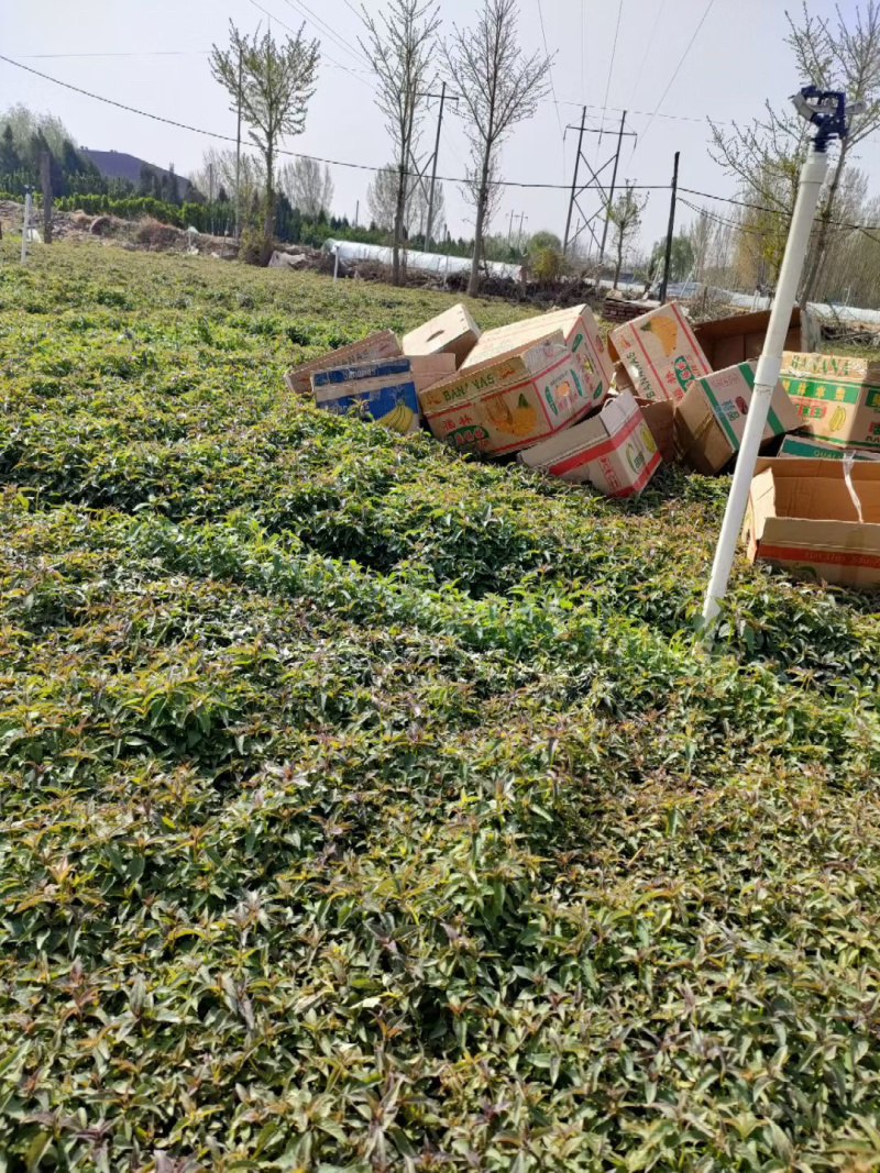 美国薄荷基地直销