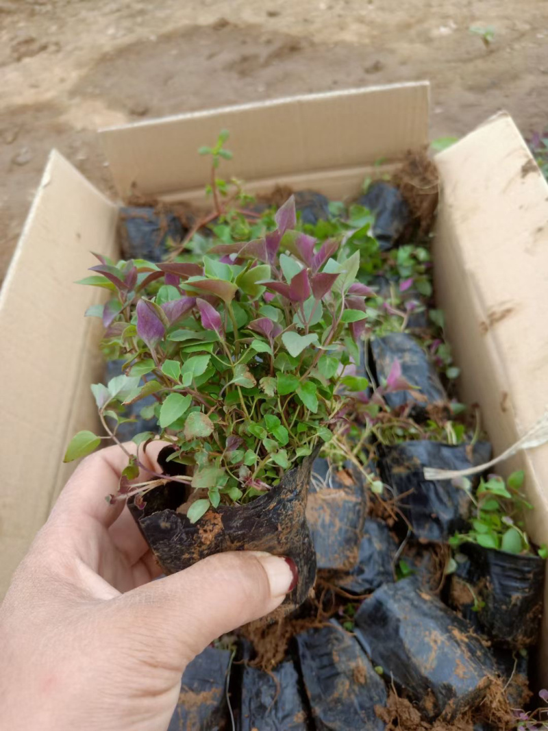 美国薄荷基地直销