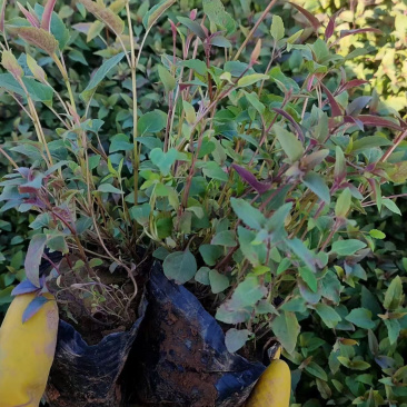 美国薄荷种植基地