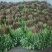 【大叶香菜】泡沫箱香菜打捆香菜产地直发对接商超