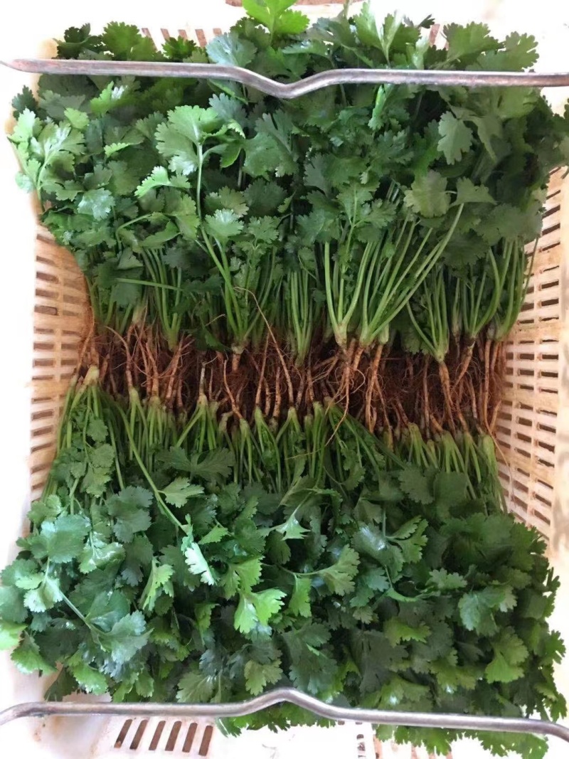 【大叶香菜】泡沫箱香菜打捆香菜产地直发对接商超