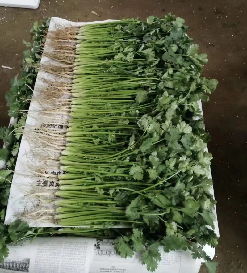 【大叶香菜】泡沫箱香菜打捆香菜产地直发对接商超