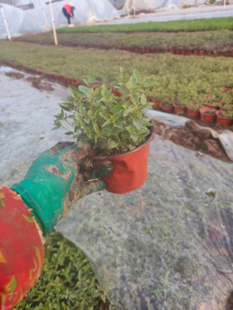 美国薄荷种植基地