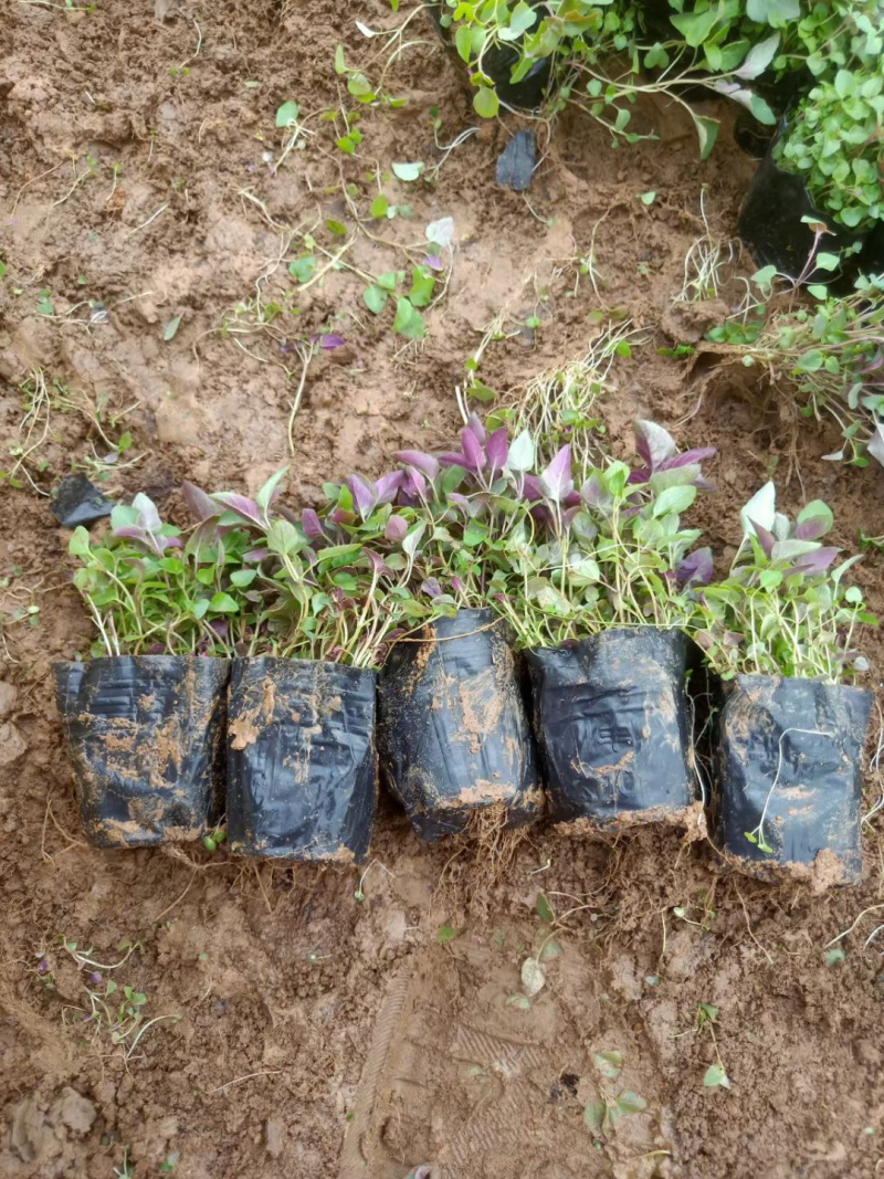 美国薄荷种植基地
