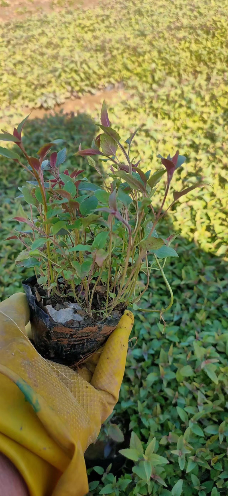 美国薄荷供应基地