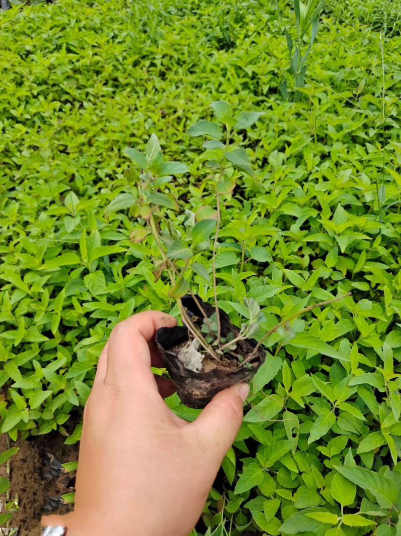 美国薄荷供应基地