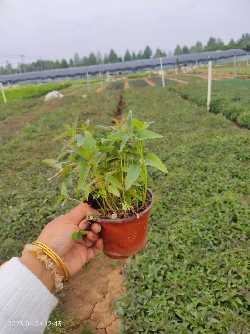 美国薄荷培育基地