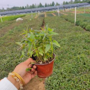 青州美国薄荷基地
