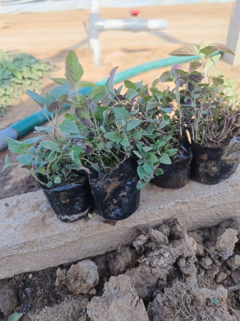 青州美国薄荷基地