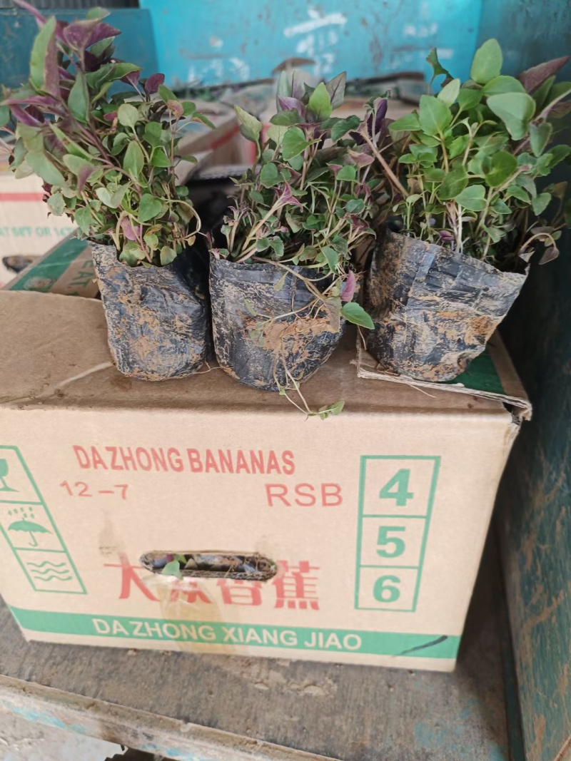 山东美国薄荷批发