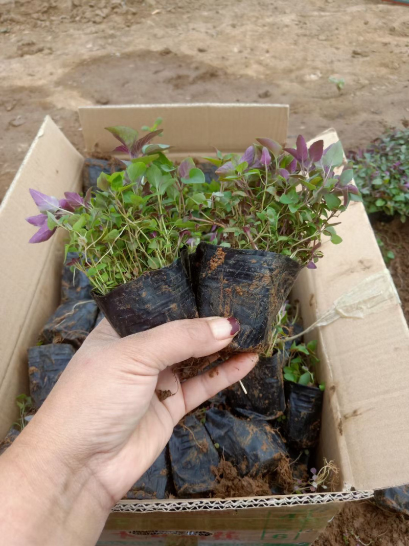 山东美国薄荷批发