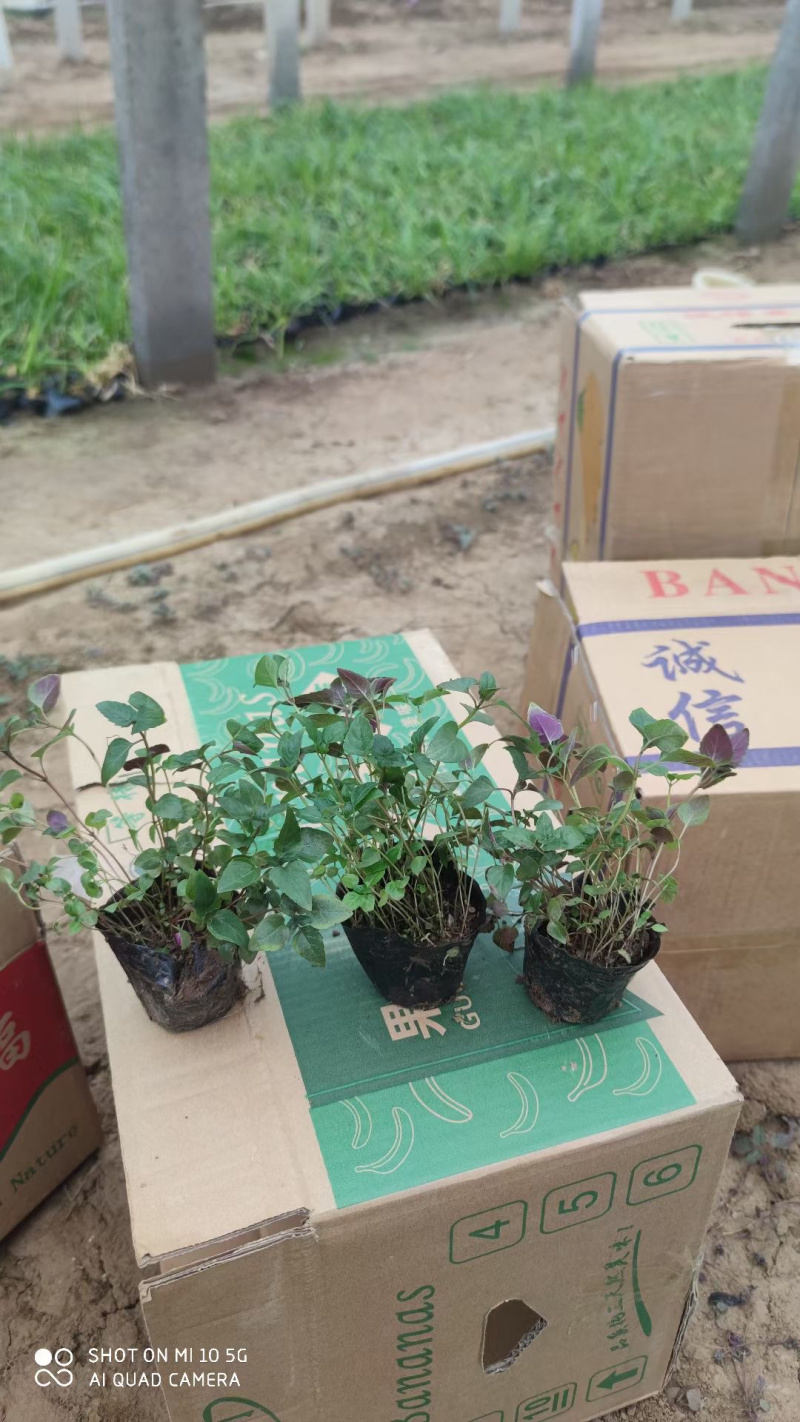 供应美国薄荷杯苗