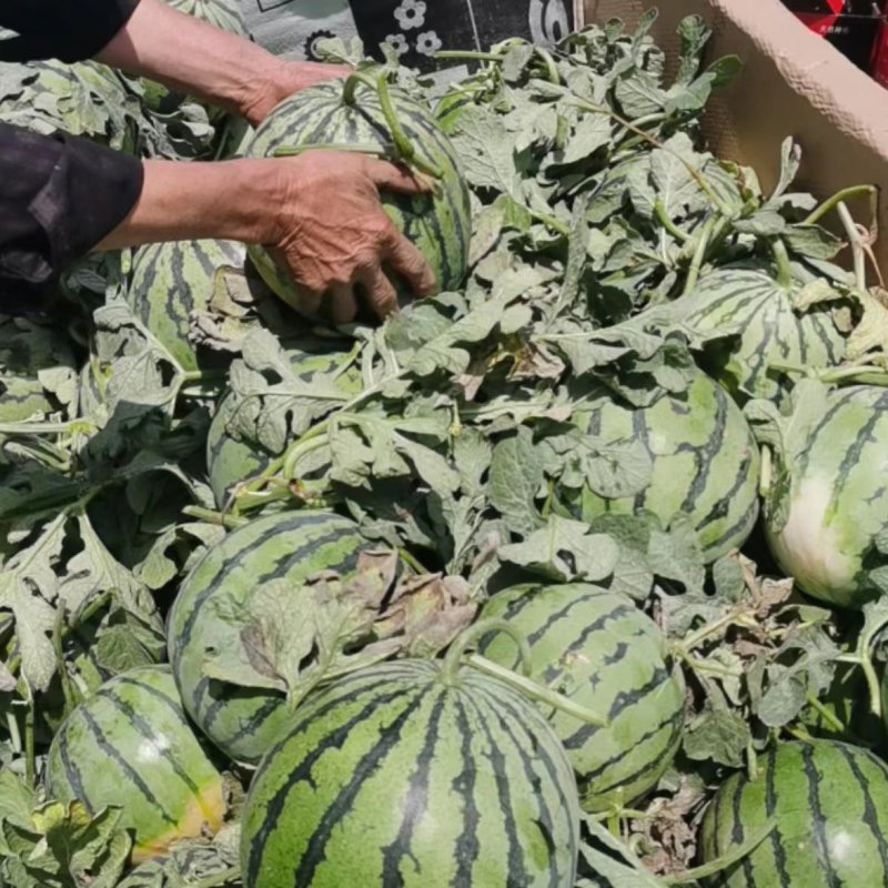 【热卖】安徽精品美都西瓜品质货源欢迎电联订购