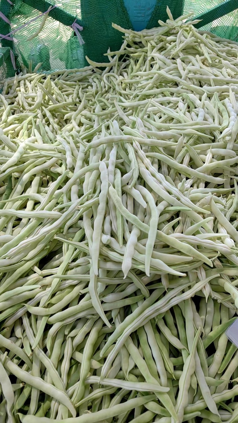优质白不老豆角产地直发货源充足质量保证商超品质