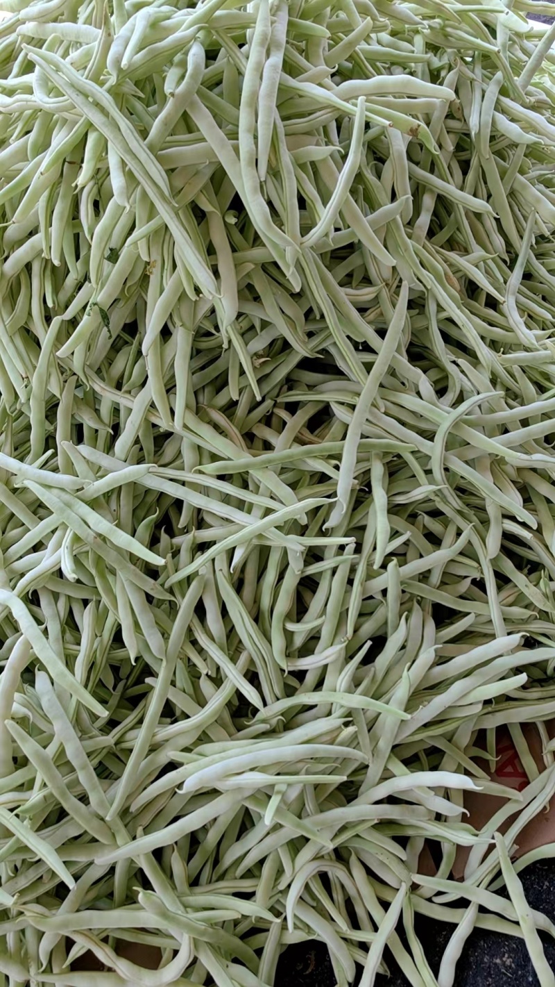 优质白不老豆角产地直发货源充足质量保证商超品质