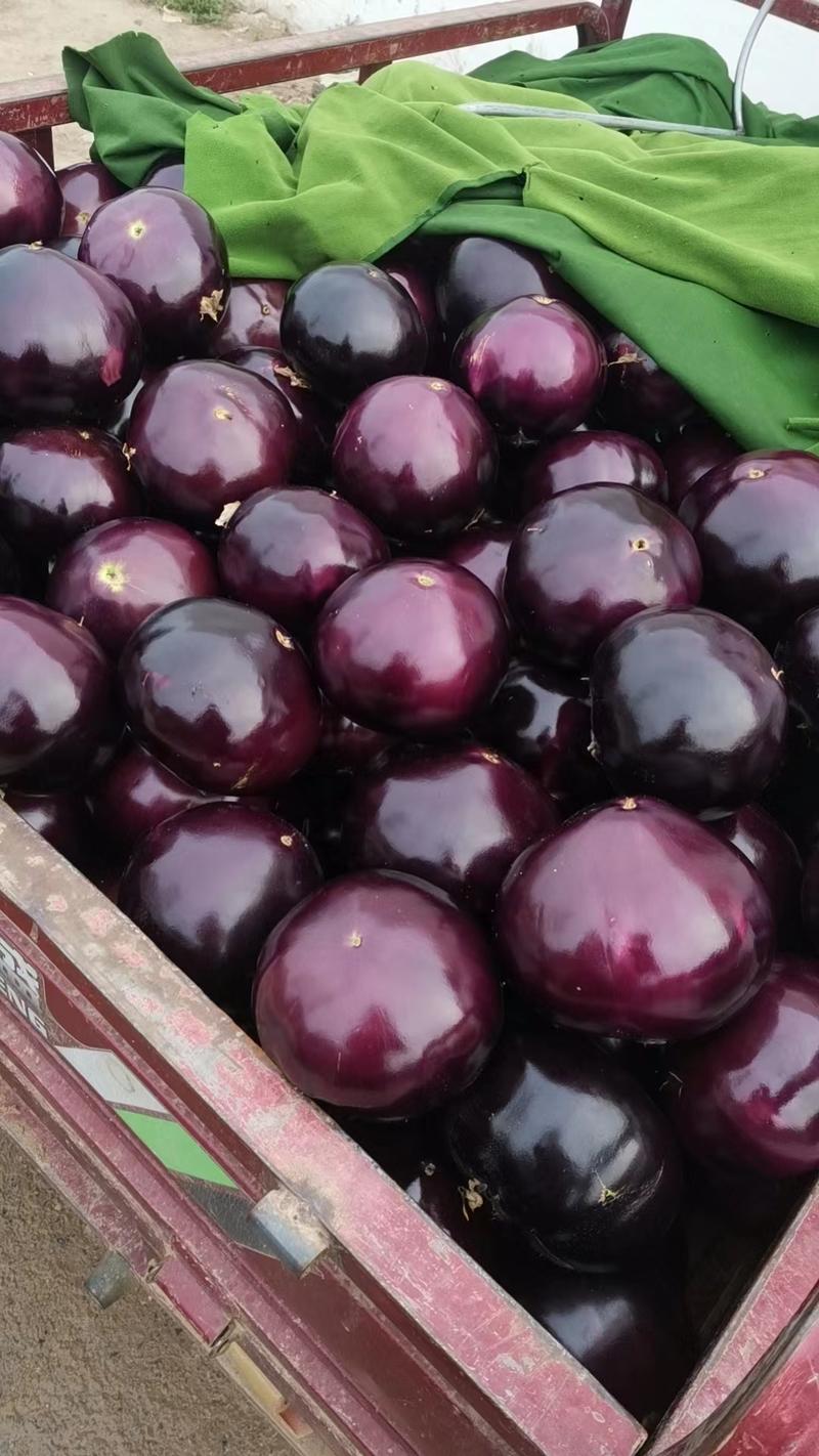 精品紫光圆茄，大量供应，量大质优，支持视频看货，代发全国