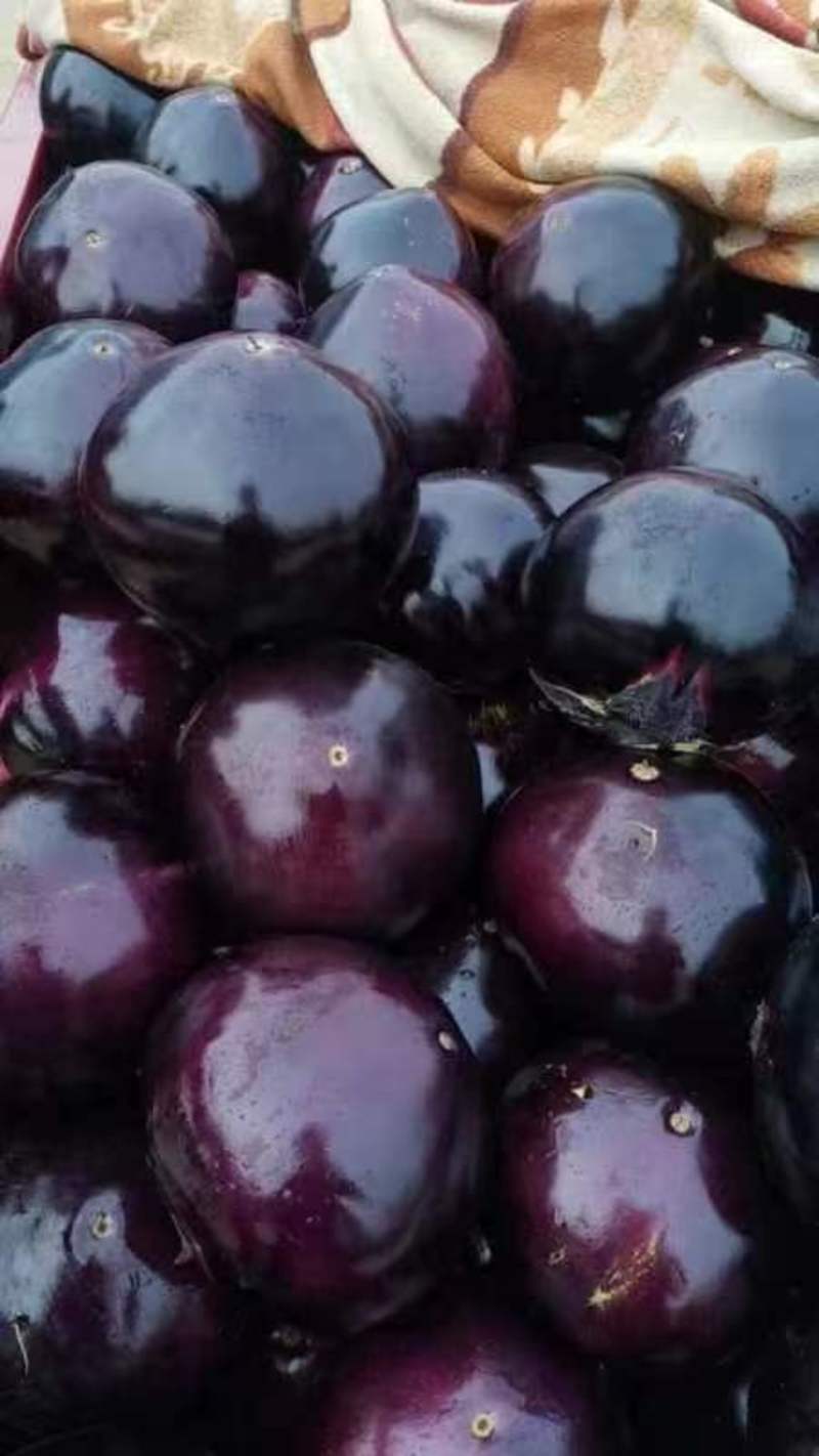 精品紫光圆茄，大量供应，量大质优，支持视频看货，代发全国