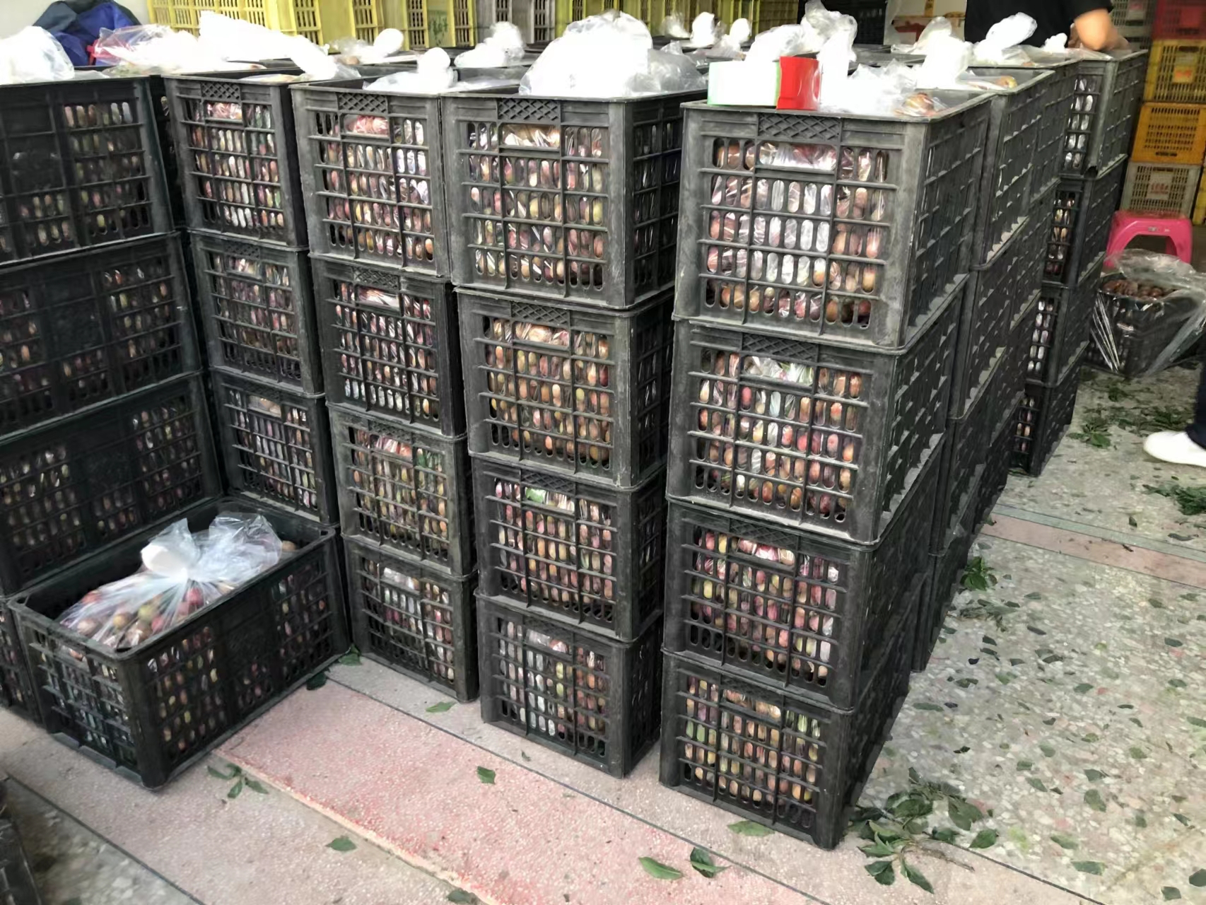 被腐烂黑布林李子污染的果篮 被腐烂黑布林李子污染的果篮