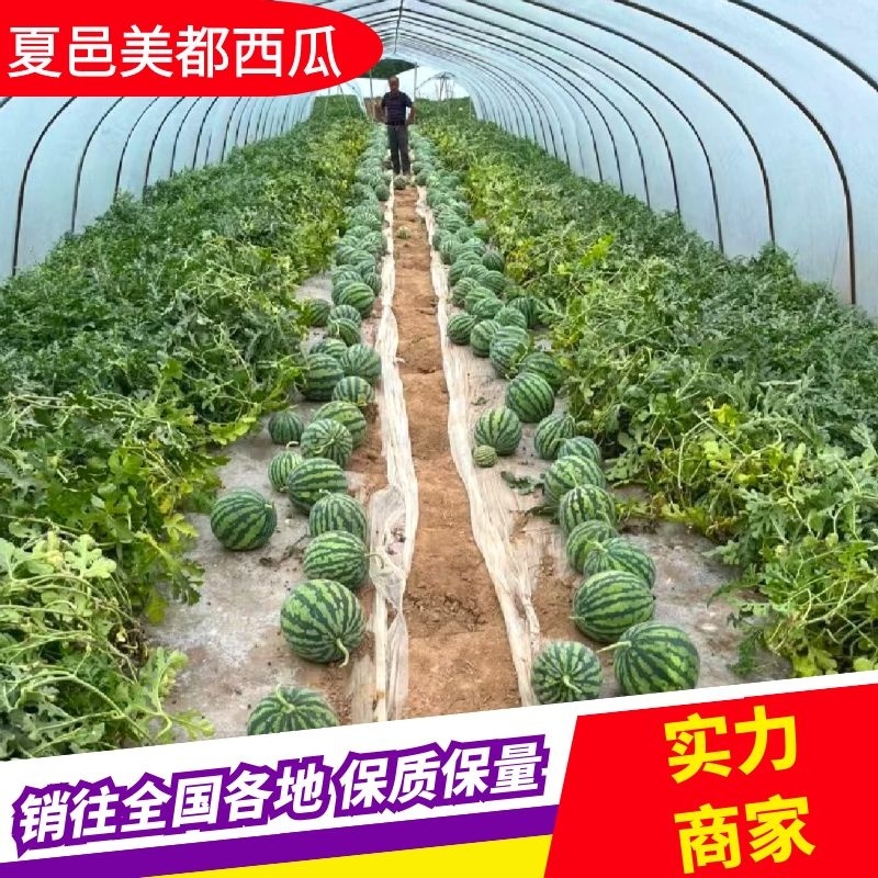 河南夏邑产区精品美都麒麟瓜产地直供可供商超欢迎来电咨询