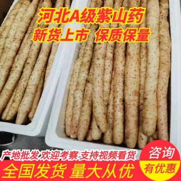 A级紫山药,日供货量达到5-10万斤,对接全国欢迎选购