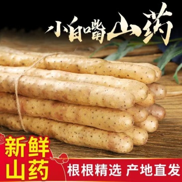 万亩精品小白嘴白山药,日供货量达到5-10万斤,全年接单出货