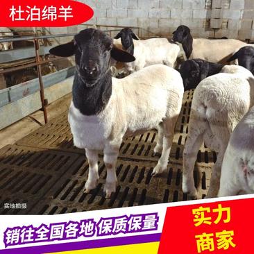 [热]黑头杜泊绵羊，杜泊羊，黑头杜泊羊两只起售全国包邮