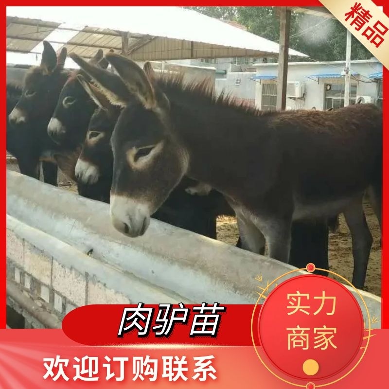[热荐]肉驴苗驴驹场家直销包技术包运输包成活