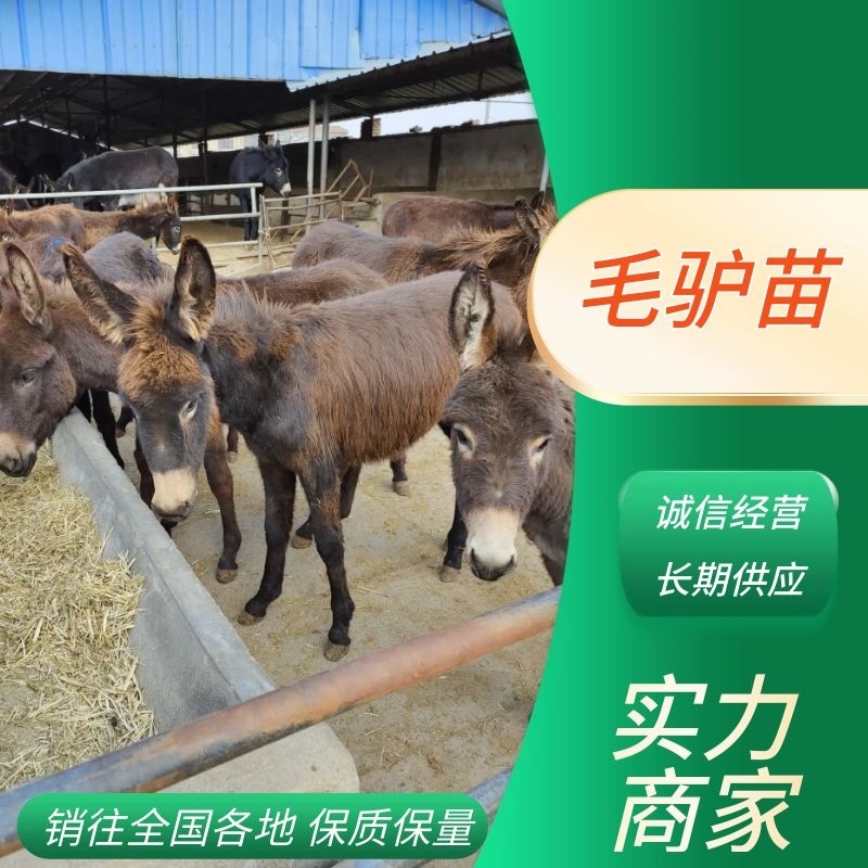毛驴苗，山东德州驴杂交驴驴苗长势快，出肉率高，抗病性强