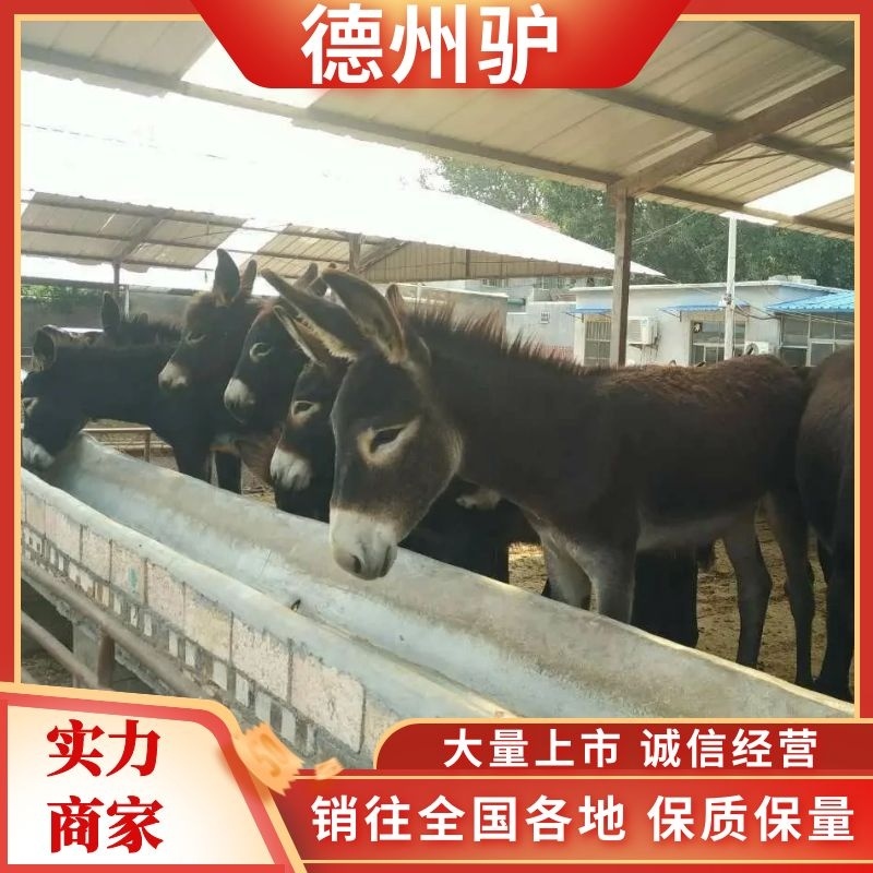 三粉驴德州驴肉驴苗驴苗抗病抗寒耐粗饲全国包运输